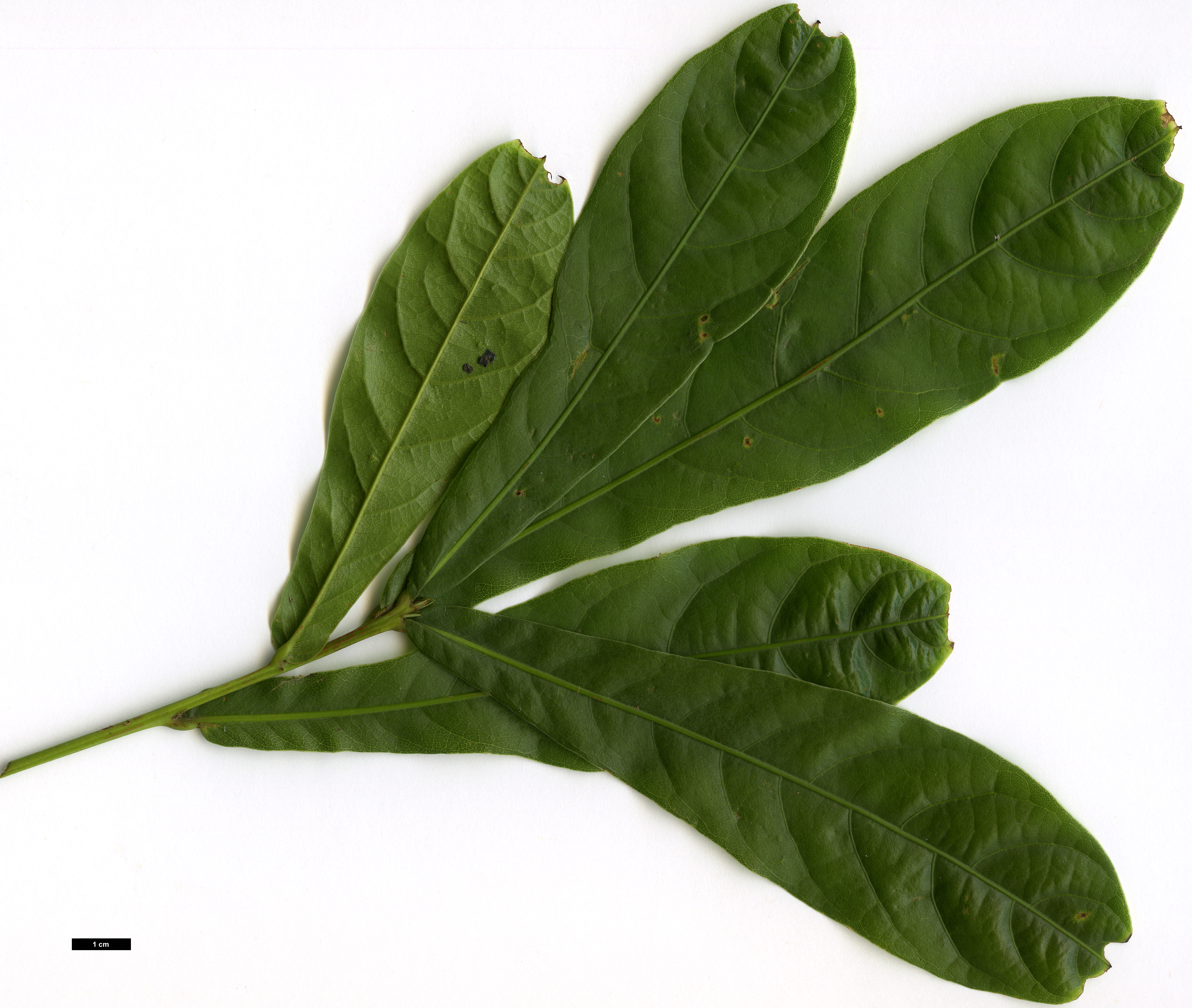 High resolution image: Family: Fagaceae - Genus: Quercus - Taxon: dinghuensis aff. 